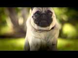 DORITOS® - Pug Attack